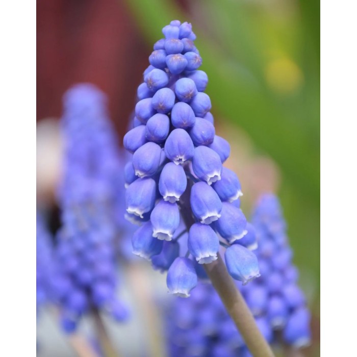 Мускари (кукувиче грозде) Muscari Armeniacum - AGRONOM - 7 бр луковици