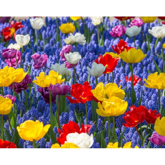Мускари (кукувиче грозде) Muscari Armeniacum - AGRONOM - 7 бр луковици