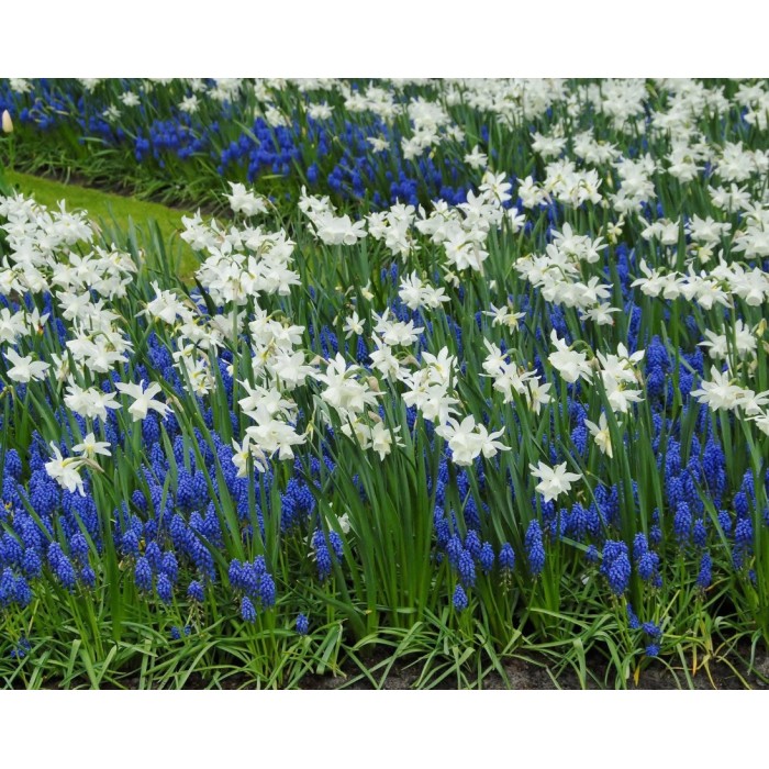 Мускари (кукувиче грозде) Muscari Armeniacum - AGRONOM - 7 бр луковици