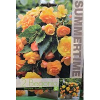 Бегония Каскасдна Illumination Apricot - 2 бр грудки