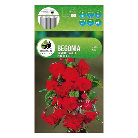 Бегония Червена Каскадна Begonia L - 2 бр грудки
