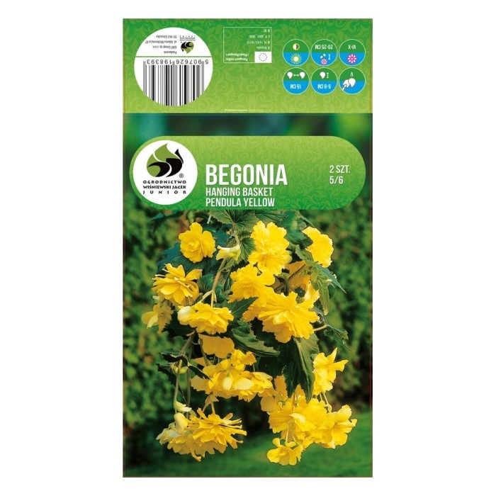 Бегония Жълта Каскадна Begonia L - 2 бр грудки