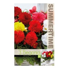 Бегония Кичеста Микс Begonia tuberhybrida - 3 бр грудки