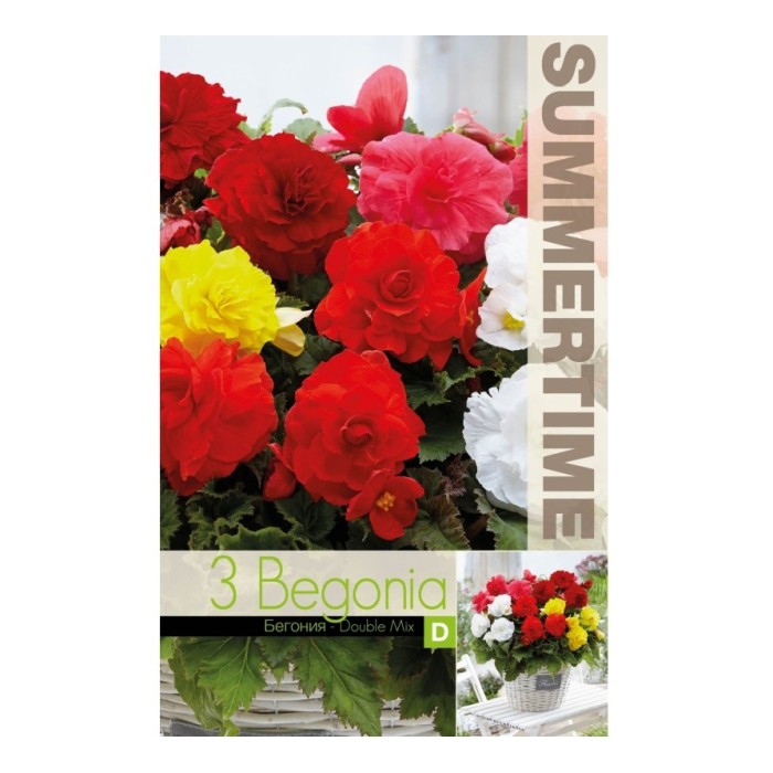 Бегония Кичеста Микс Begonia tuberhybrida - 3 бр грудки