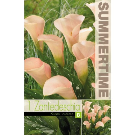 Кала Оукланд Zantedeschia - 1 бр луковица