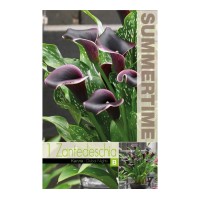 Кала Дубайски нощи Zantedeschia - 1 бр луковица