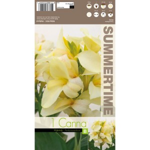 Индийска Кана Амбасадор Canna Indica - 1 бр луковица