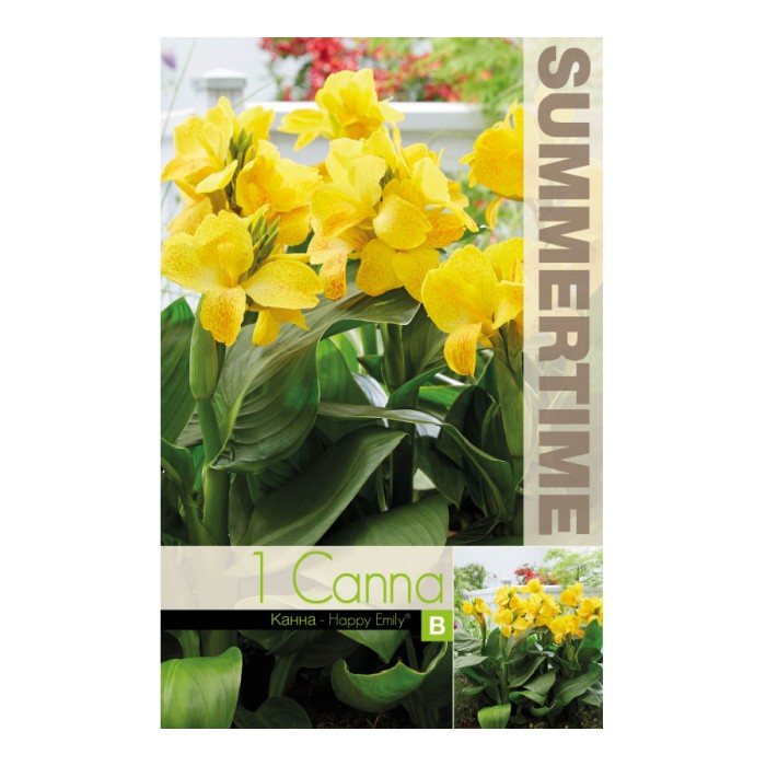 Индийска Кана Щастливата Емили Canna Indica - 1 бр луковица