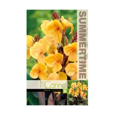 Индийска Кана джудже Луис Котин Canna Indica - 1 бр луковица