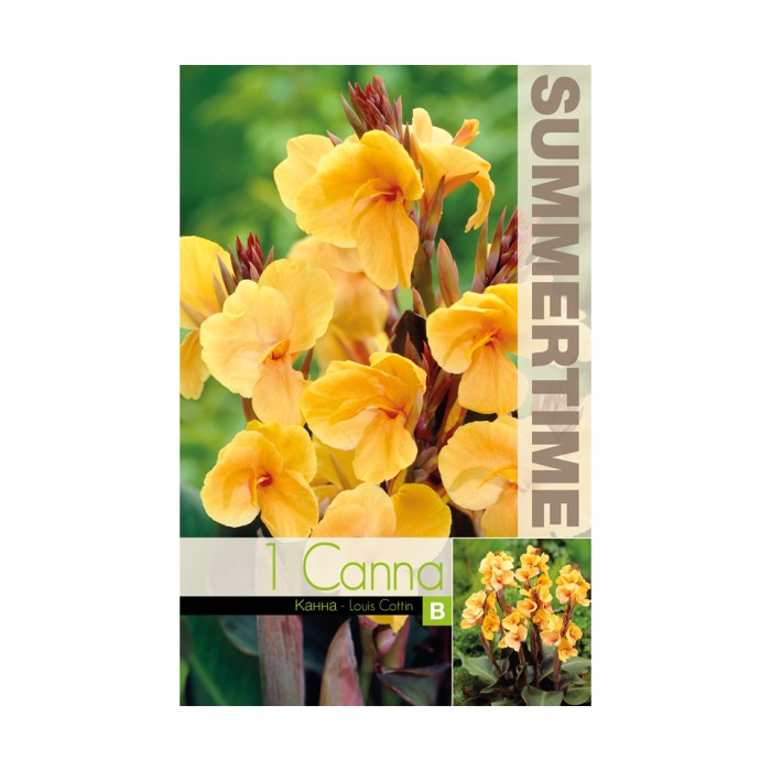 Индийска Кана джудже Луис Котин Canna Indica - 1 бр луковица
