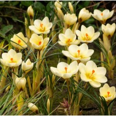 Минзухар Крем Бюти Crocus Cream Beauty - 10 бр луковици