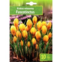 Минзухар Жълт с кафяви ивици Crocus Fuscotinctus - 10 бр луковици