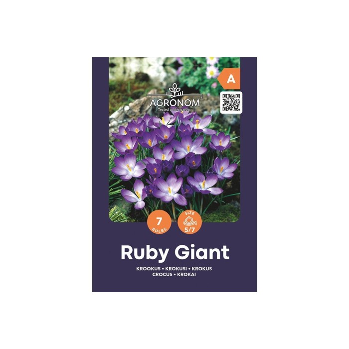 Минзухар Рубин Гигант Crocus Ruby Giant - AGRONOM - 7 бр луковици