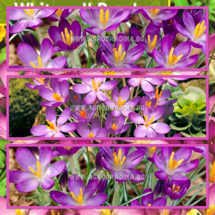 Минзухар Уайтуел Лилав Crocus Whitewell Purple - 10 бр луковици
