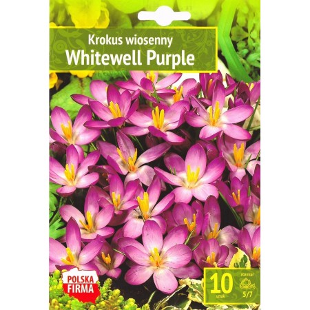 Минзухар Уайтуел Лилав Crocus Whitewell Purple - 10 бр луковици