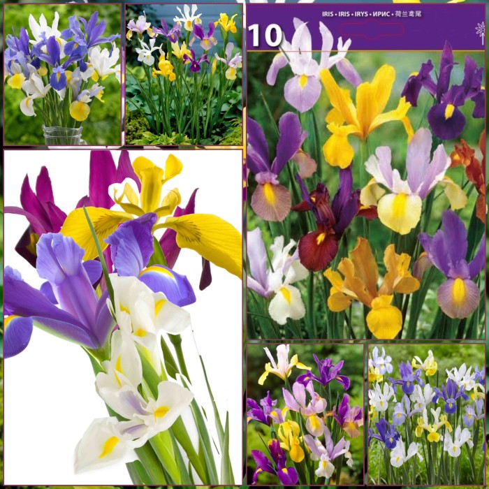 Ирис Холандски Микс Dutch Iris Mixed - 10 бр луковици