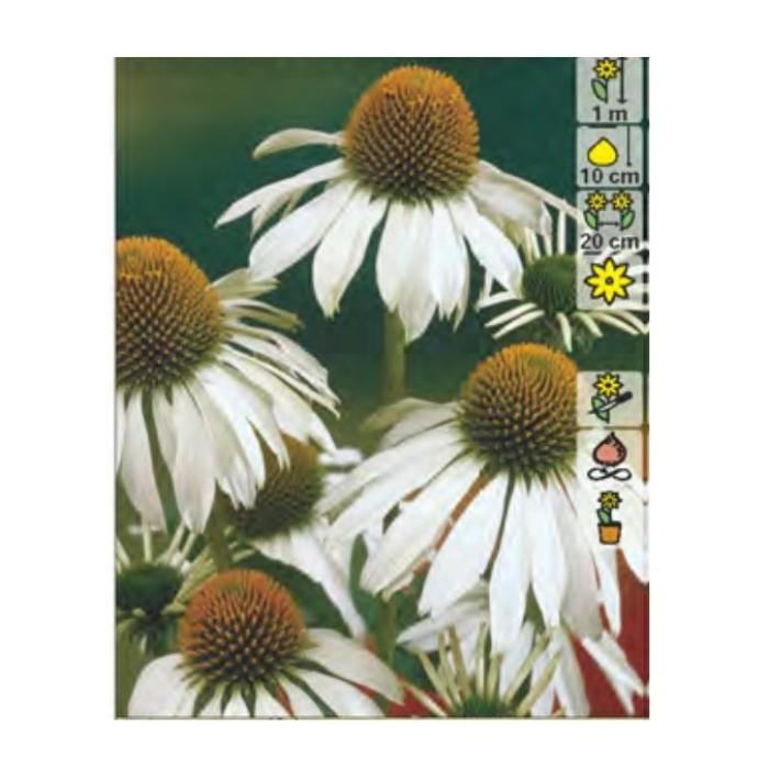 Ехинацея Алба Echinacea - 1 бр коренище