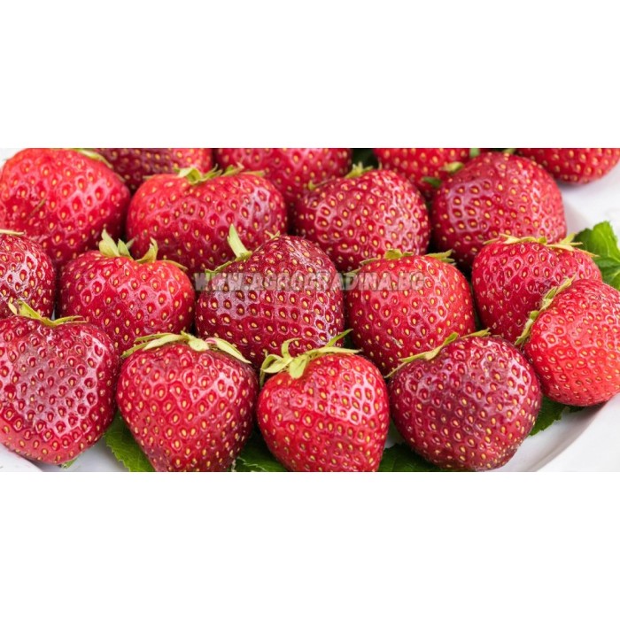 Ягоди Остара Fragaria × ananassa Ostara - 3 бр корени