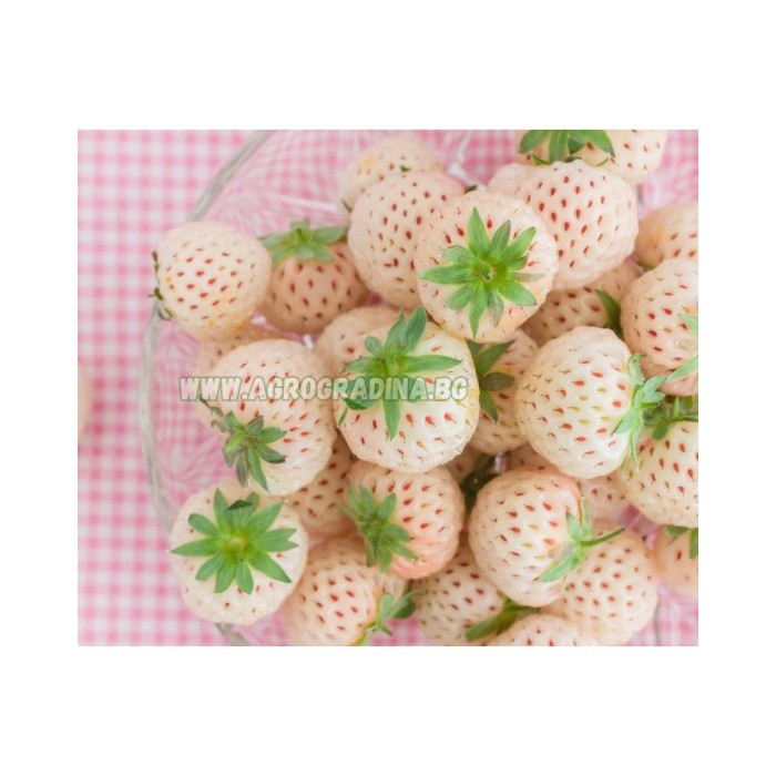 Ягоди Пайнбери Fragaria × ananassa Pineberry - 2 бр корени