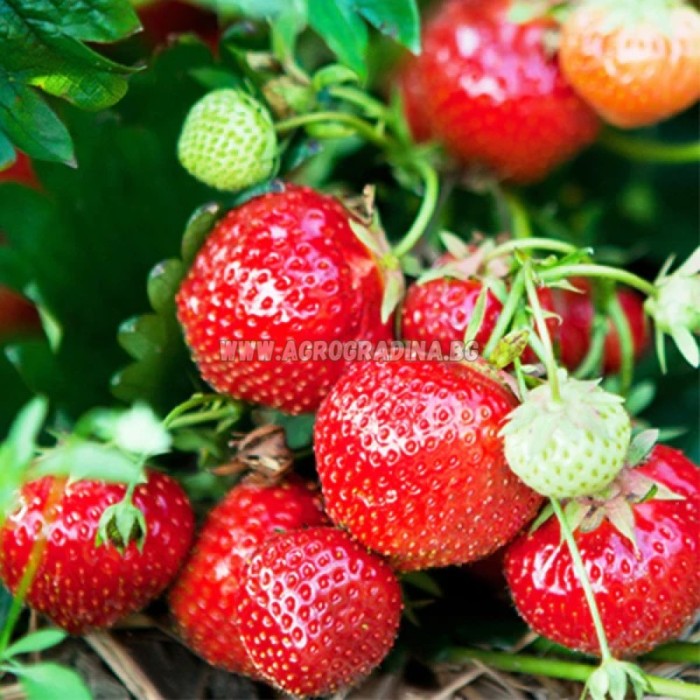 Ягоди Распи Fragaria × ananassa Raspy Strawberry - 2 бр корени