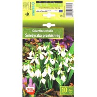 Кокиче Galanthus nivalis - 10 бр луковици