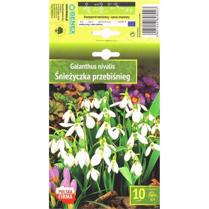 Кокиче Galanthus nivalis - 10 бр луковици