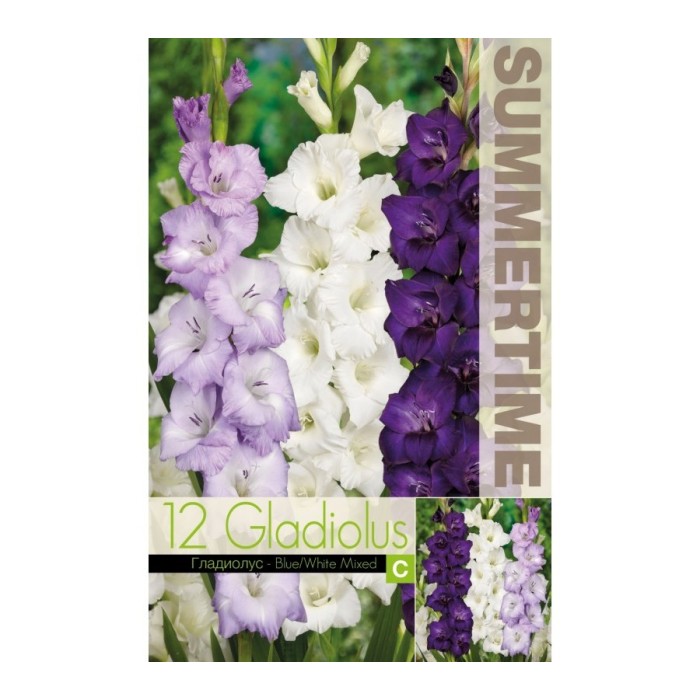 Гладиоли Синьо-Бял Микс Gladiolus L - 12 бр луковици