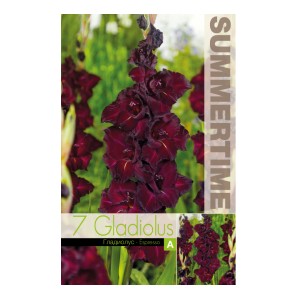 Гладиоли Espresso Gladiolus L - 7 бр луковици