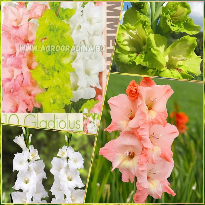 Гладиоли Микс Сьомга-Зелена-Бяла Gladiolus L - 10 бр луковици