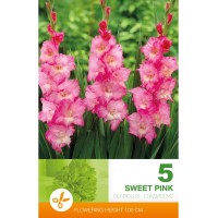 Гладиоли Sweet Pink - 5 бр луковици