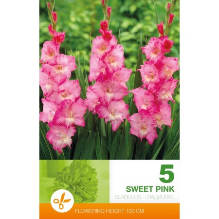 Гладиоли Sweet Pink - 5 бр луковици