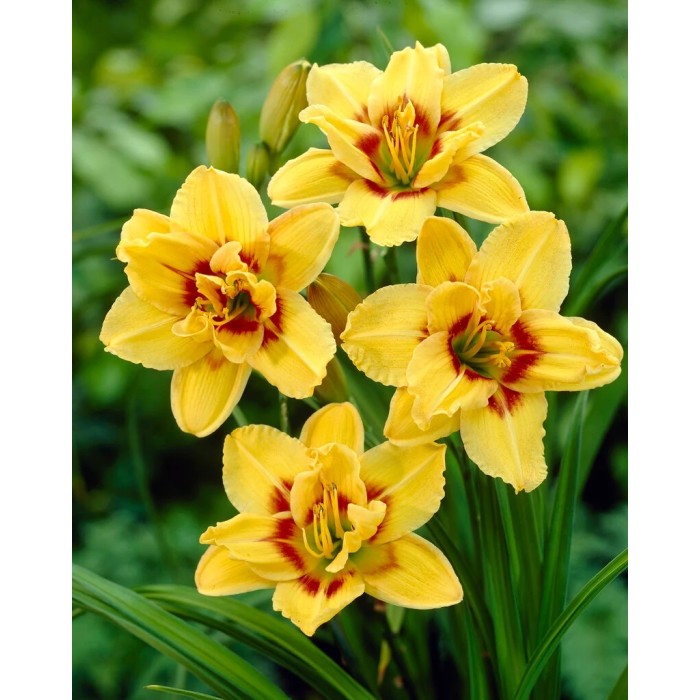 Хемерокалис Hemerocallis Double Mount Helena - 1 бр луковица