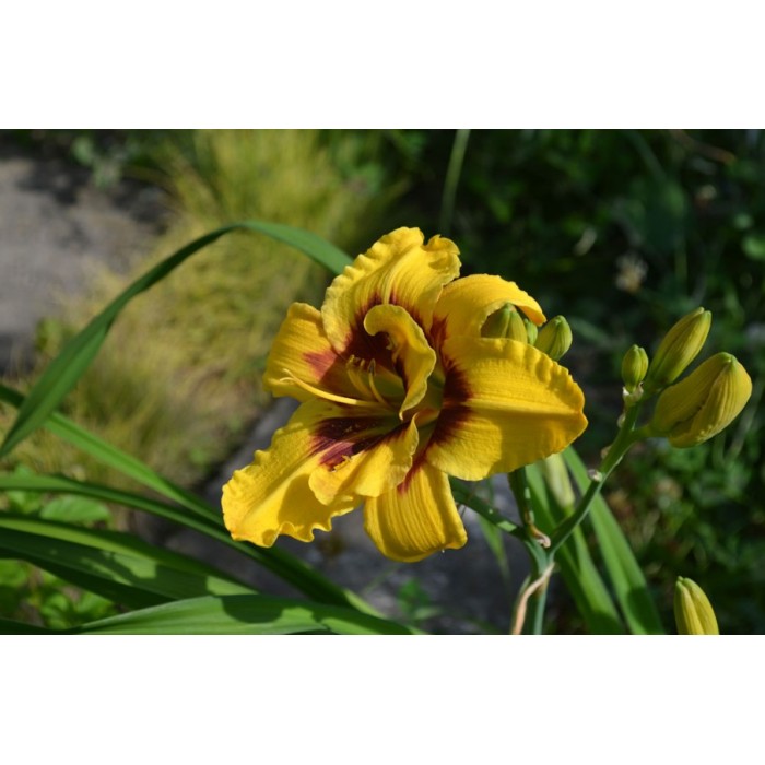 Хемерокалис Hemerocallis Double Mount Helena - 1 бр луковица