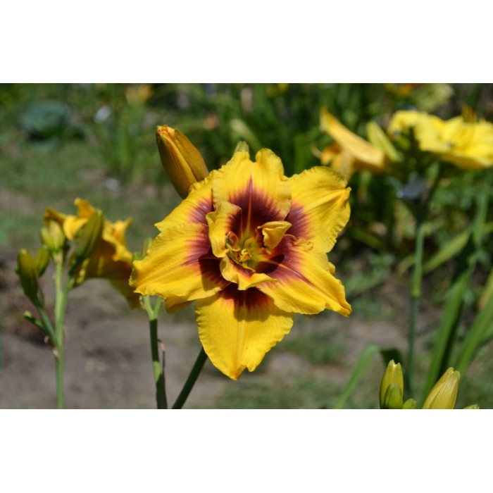 Хемерокалис Hemerocallis Double Mount Helena - 1 бр луковица