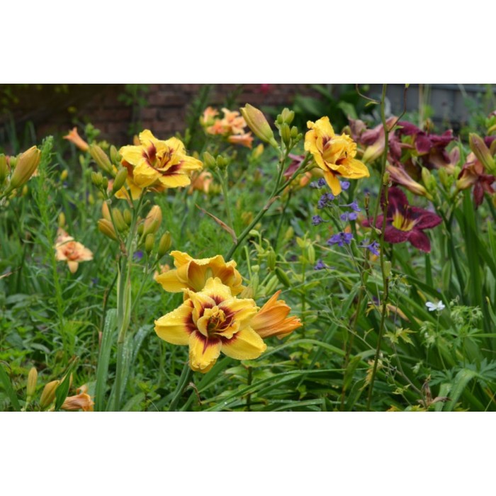 Хемерокалис Hemerocallis Double Mount Helena - 1 бр луковица