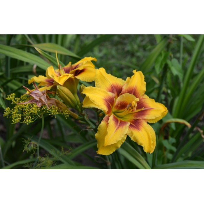 Хемерокалис Hemerocallis Double Mount Helena - 1 бр луковица