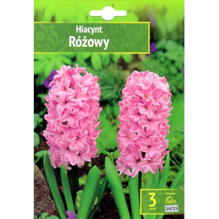 Зюмбюл Източен Розов Hyacinthus orientalis Rozowy - 3 бр луковици