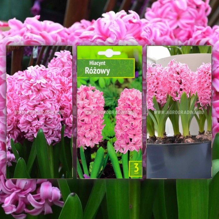 Зюмбюл Източен Розов Hyacinthus orientalis Rozowy - 3 бр луковици