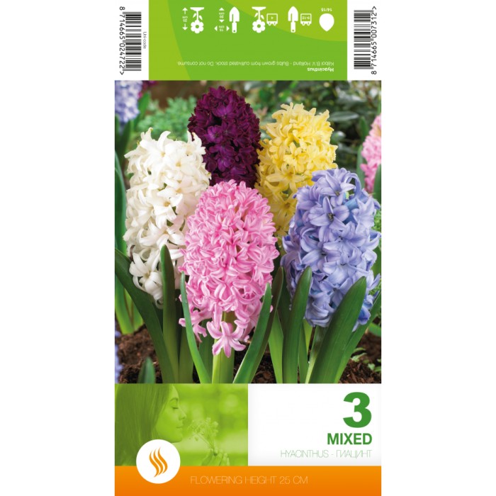 Зюмбюл Микс Hyacinthus Mixed - 3 бр луковици