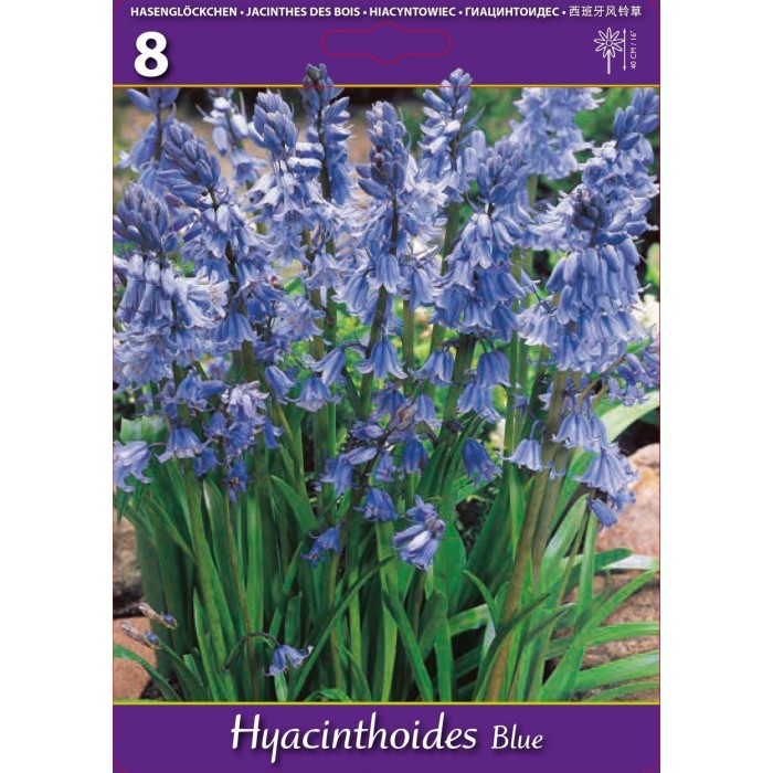 Лъжезюмбюл Синя камбанка Hyacinthoides blue - 8 бр луковици