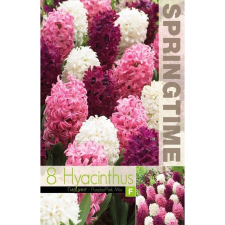 Зюмбюл Лилаво Розово Микс Hyacinthus Purple Pink Mixed - 8 бр луковици