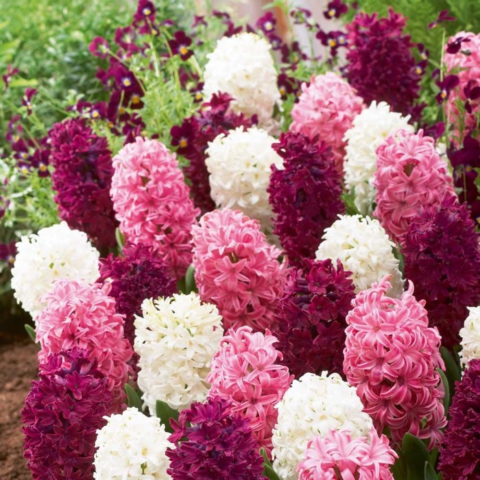 Зюмбюл Лилаво Розово Микс Hyacinthus Purple Pink Mixed - 8 бр луковици