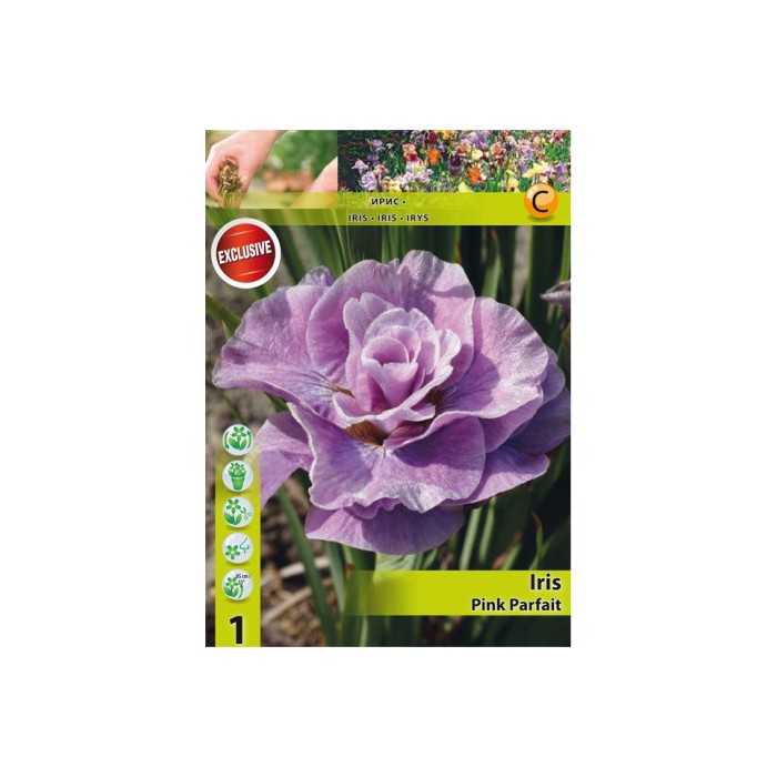 Ирис Перфектно розов Iris Pink Parfait - 1 бр луковица