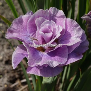 Ирис Перфектно розов Iris Pink Parfait - 1 бр луковица