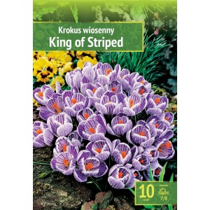 Минзухар Краля на райетата King of the striped - 10 бр луковици