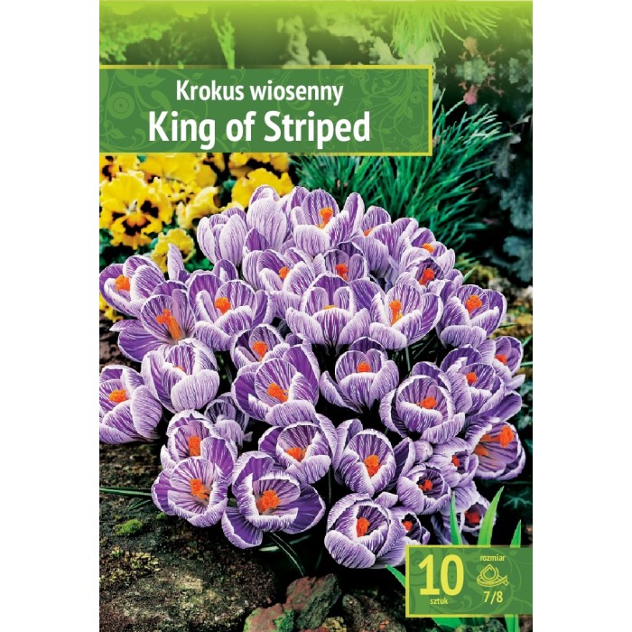 Минзухар Краля на райетата King of the striped - 10 бр луковици