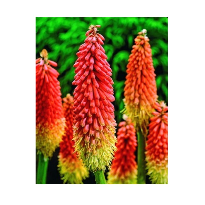 Книфофия Алказар Kniphofia Alcazar - 1 бр луковица