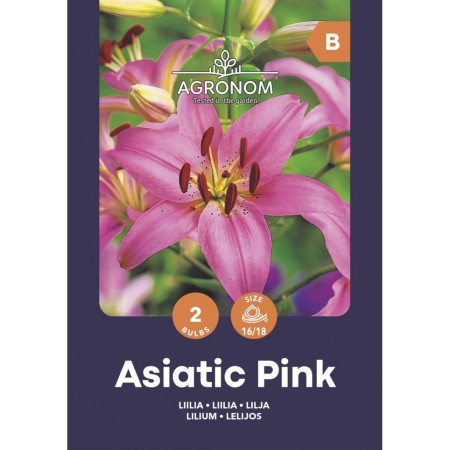Лилиум Розов Lilium Asiatic Pink - 2 бр луковици
