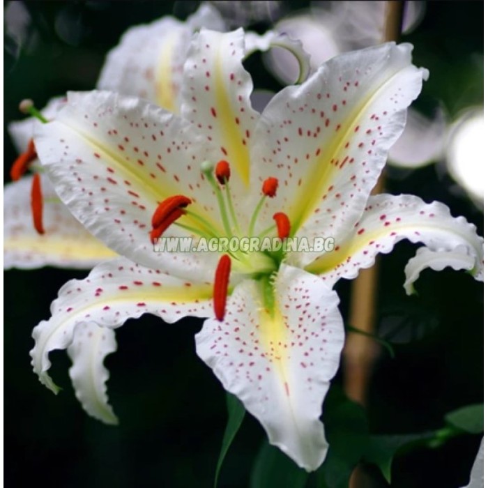 Лилиум Нипон Lilium Nippon - 3 бр луковици