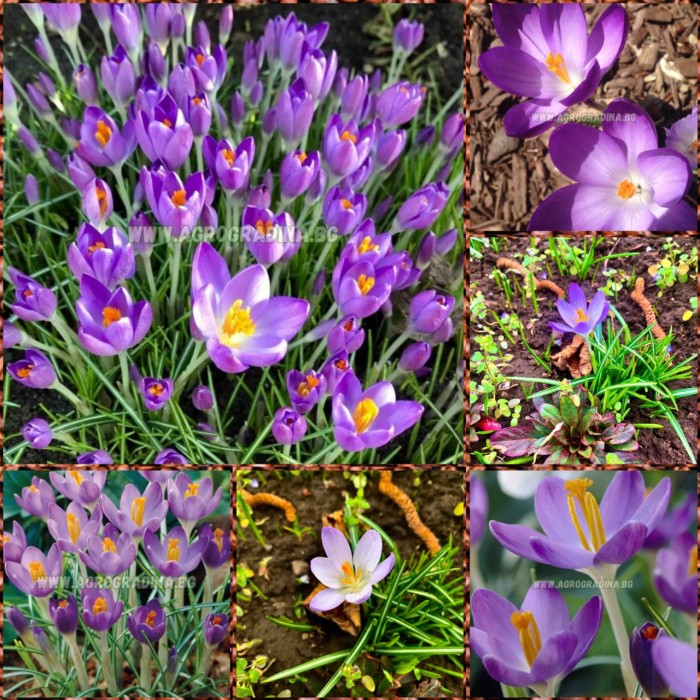 Минзухар Лилавото на Бар Crocus Barrs Purple - AGRONOM - 7 бр луковици